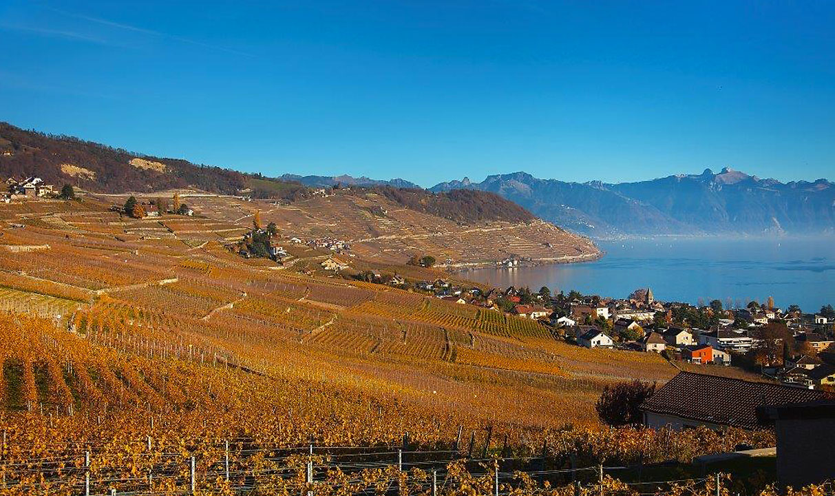 Vignoble Lavaux Cave Duboux